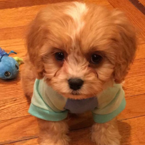 Meet your Posher, Marilyn - Picture 1 of 1